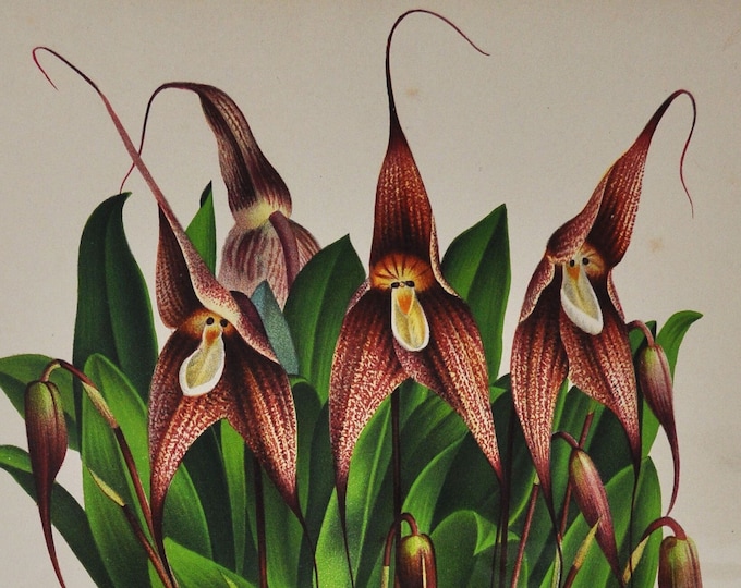 Masdevallia Spectrum - Original Large Antique Orchid Print 1880s - orchidaceae botanical plant flower linden lindenia orchidee red brown
