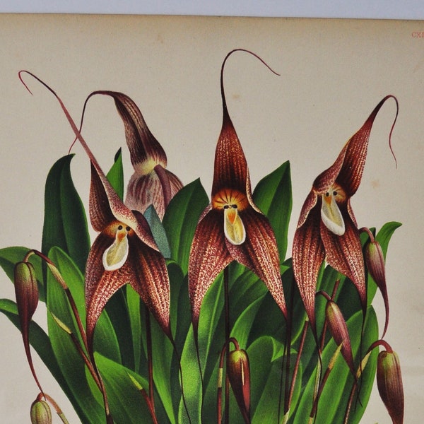 Masdevallia Spectrum - Original Large Antique Orchid Print 1880s - orchidaceae botanical plant flower linden lindenia orchidee red brown