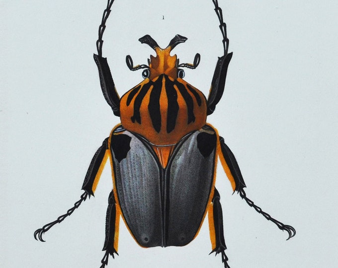 Chief Goliath Beetle - Hand-colored Original Antique Insect Print - Orbigny engraving from 1849 (goliathus cacicus, scarabaeidae coleoptera)