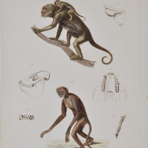 Black-And-Gold Howler Monkey & Southern Muriqui (Mycetes barbatus / Brachyteles - Hand-colored Antique Animal Print - Cuvier engraving 1840s