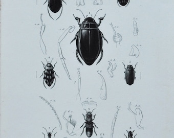 Original Antique Insects Print - Dyticus / Hygrobia / Hyphidrus / Hydroporus / Gyrinus / Staphylinus Paederus Oxyporus 1849 d'Orbigny Beetle