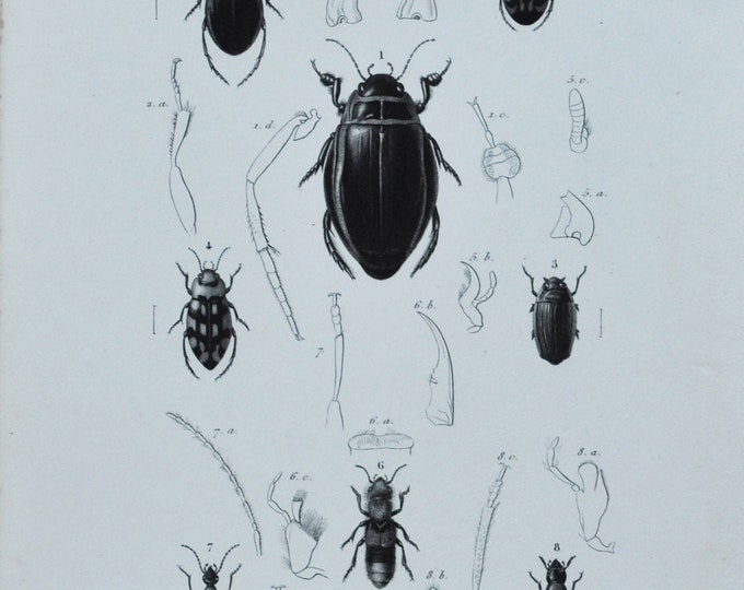 Original Antique Insects Print - Dyticus / Hygrobia / Hyphidrus / Hydroporus / Gyrinus / Staphylinus Paederus Oxyporus 1849 d'Orbigny Beetle