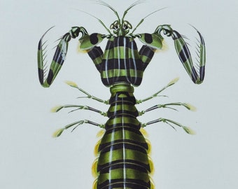 Zebra Mantis Shrimp - Hand-colored Original Antique Sea Life Print - Orbigny engraving from 1849 (marine striped razor green lobster. crab)