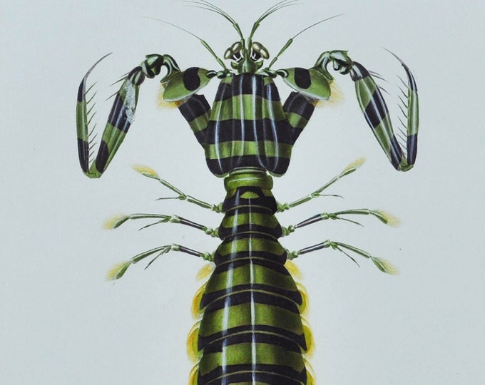 Zebra Mantis Shrimp - Hand-colored Original Antique Sea Life Print - Orbigny engraving from 1849 (marine striped razor green lobster. crab)