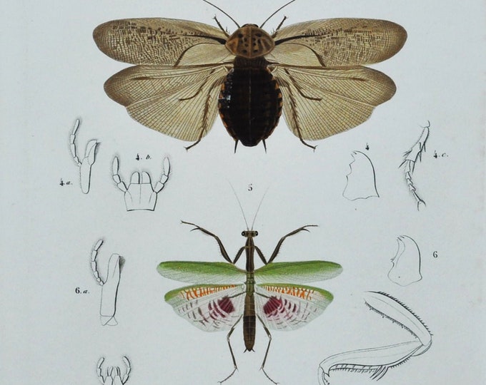 Insects - Hand-colored Original Antique Insect Print - Orbigny engraving from 1849 (forficula biguttata, blatta maderae, mantis oratoria)