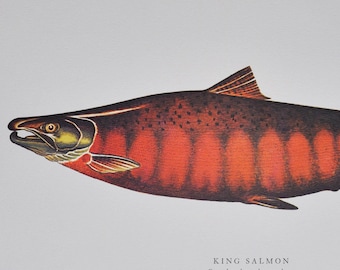 King Salmon - Original Vintage Fish Print from 1970 - Oncorhynchus tshawytscha (Fly Fishing Ichthyology Ernest Schwiebert trout pacific)