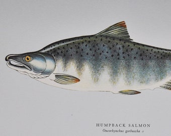 Humpback Salmon - Original Vintage Fish Print from 1970 - Oncorhynchus gorbuscha (Fly Fishing Ichthyology Ernest Schwiebert Trout Pink)