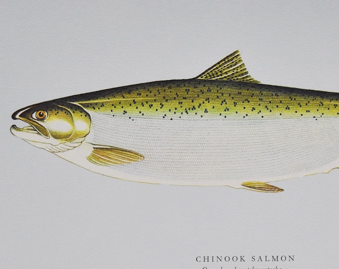 Chinook Salmon - Original Vintage Fish Print from 1970 - Oncorhynchus tshawytscha (Fly Fishing Ichthyology Ernest Schwiebert trout pacific)