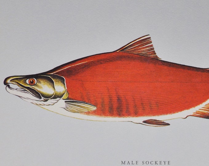 Male Sockeye or Red Salmon - Original Vintage Fish Print from 1970 - Oncorhynchus nerka (Fishing Luring Ichthyology Ernest Schwiebert Trout)