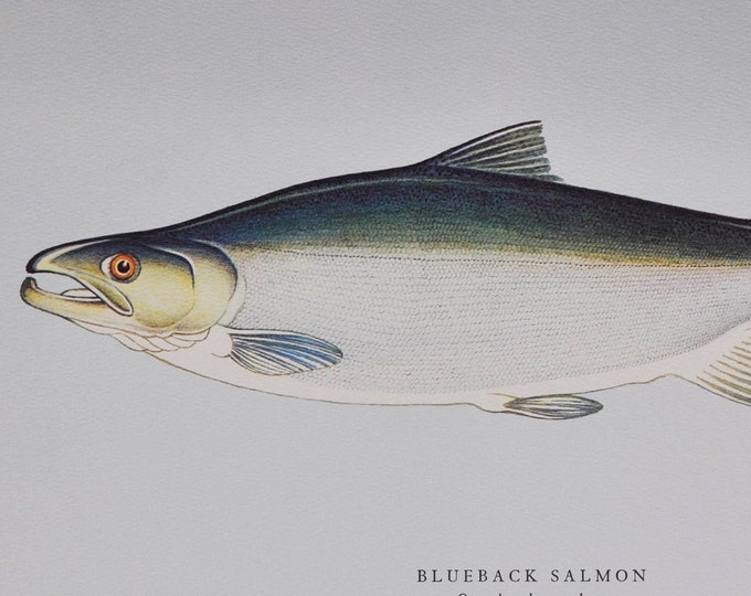 Blueback Salmon - Original Vintage Fish Print from 1970 - Oncorhynchus nerka (Fishing Luring Ichthyology Ernest Schwiebert Sockeye trout)