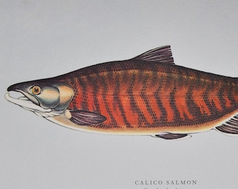 Calico Salmon - Original Vintage Fish Print from 1970 - Oncorhynchus keta (Fly Fishing Luring Ichthyology Ernest Schwiebert Trout Chum)