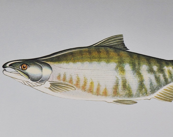 Chum Salmon - Original Vintage Fish Print from 1970 - Oncorhynchus keta (Fly Fishing Luring Ichthyology Ernest Schwiebert Trout Chum)