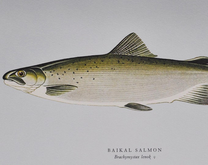 Baikal Salmon (Russian) - Original Vintage Fish Print from 1970 - Brachymystax lenok (Fishing Ernest Schwiebert Trout Lake Sharp-Snouted)