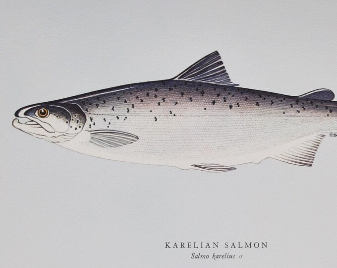 Karelian Salmon (Finnish / Russian) - Original Vintage Fish Print from 1970 - Salmo karelius (Fishing Ernest Schwiebert atlantic trout)