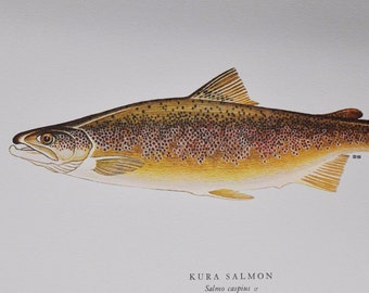 Kura Salmon - Original Vintage Fish Print from 1970 - Salmo Caspius (Fly Fishing Luring Ichthyology Ernest Schwiebert Caspian Trout)