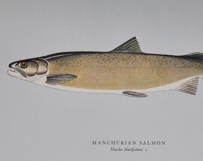 Manchurian Salmon - Original Vintage Fish Print from 1970 - Hucho blackistoni (Fly Fishing Luring Ichthyology Ernest Schwiebert China Trout)