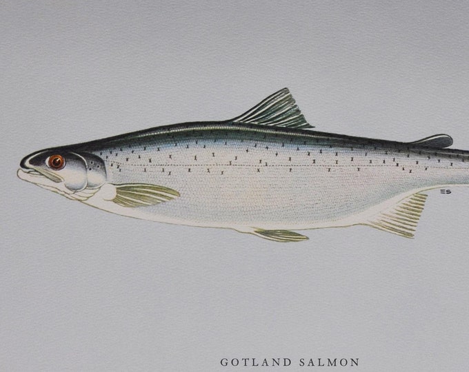 Gotland Salmon (Swedish) - Original Vintage Fish Print from 1970 - Salmo wenerensis (Fishing Ernest Schwiebert Ichthyology Salmonidae Trout)