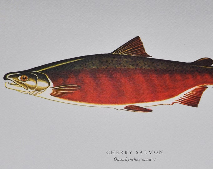 Cherry Salmon - Original Vintage Fish Print from 1970 - Oncorhynchus masu (Fly Fishing Luring Ichthyology Ernest Schwiebert Trout Masou)