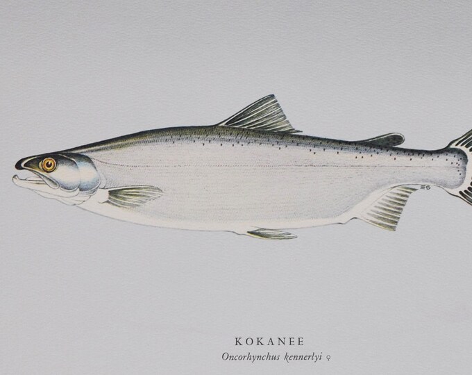 Kokanee Salmon - Original Vintage Fish Print from 1970 - Oncorhynchus kennerlyi (Fly Fishing Luring Ichthyology Ernest Schwiebert Trout)
