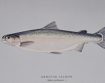 Okhotsk Salmon (Japan) - Original Vintage Fish Print from 1970 - Salmo peshinensis (Fishing Ernest Schwiebert Karafuto Trout Hokkaido)