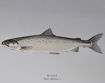 Blege or Bleke (Norwegian) - Original Vintage Fish Print from 1970 - Salmo dahlensis (Fishing Ernest Schwiebert Salmon Byglandsfjord Trout)