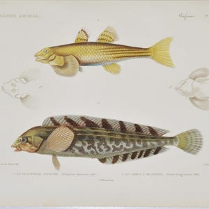 May include: An antique print featuring two detailed illustrations of fish. The top fish is yellow with striped markings, while the bottom fish is brown and green with a striped pattern. The print includes scientific labels and is set against a cream background.