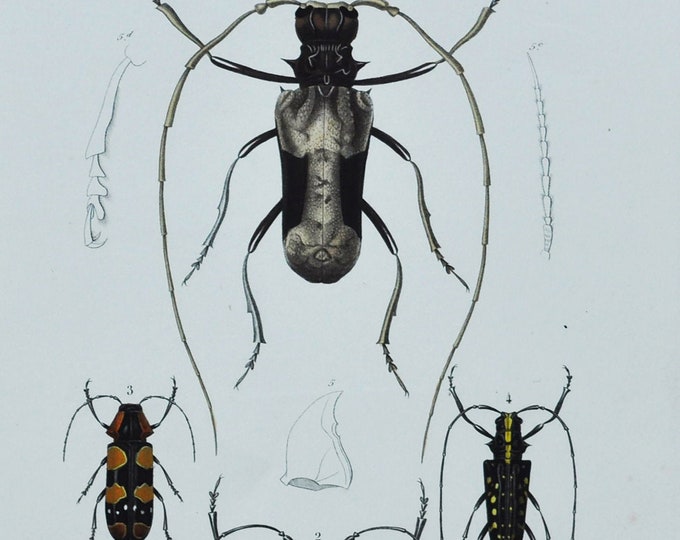 Beetles - Hand-colored Original Antique Insect Print - Orbigny engraving from 1849 (petrognatha gigas, stelloguatha, tragocephala taeniotes)