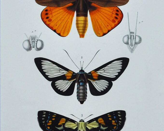 Butterflies - Hand-colored Original Antique Butterfly Print - Orbigny engraving from 1849 (castnia japyx, cocytia durvillei, agarista picta)