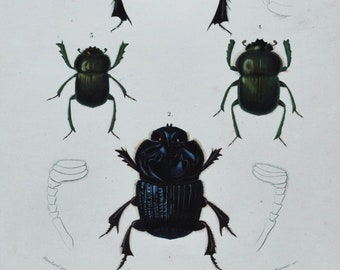 Beetles - Hand-colored Original Antique Insect Print - Orbigny engraving from 1849 (copris isidis, phanaeus lancifer, ateuchus egyptiorum)