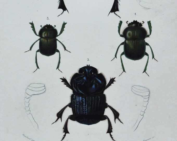Beetles - Hand-colored Original Antique Insect Print - Orbigny engraving from 1849 (copris isidis, phanaeus lancifer, ateuchus egyptiorum)