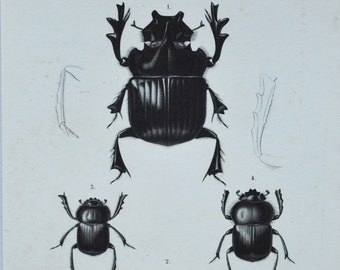 Original Antique Insects Print - Copris Isidis / Phanaeus Lancifer / Ateuchus Aegytiorum - 1849 d'Orbigny Natural History Beetle Coleoptera