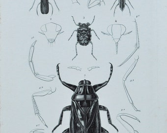 Original Antique Insects Print - Corixa / Notonecta / Galgulus / Belostoma - 1849 d'Orbigny Natural History Beetle Coleoptera