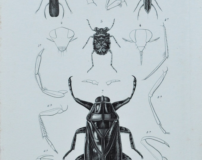 Original Antique Insects Print - Corixa / Notonecta / Galgulus / Belostoma - 1849 d'Orbigny Natural History Beetle Coleoptera