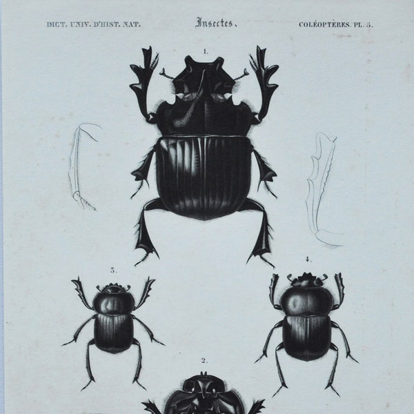 Original Antique Insects Print - Copris Isidis / Phanaeus Lancifer / Ateuchus Aegytiorum - 1849 d'Orbigny Natural History Beetle Coleoptera