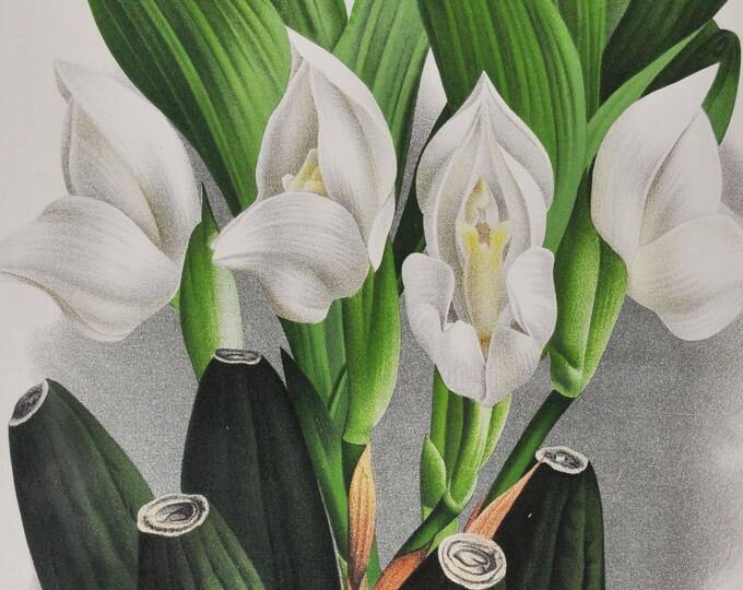 Anguloa Uniflora - Original Large Antique Orchid Print 1880s - orchidaceae botanical plant flower linden lindenia orchidee yellow white