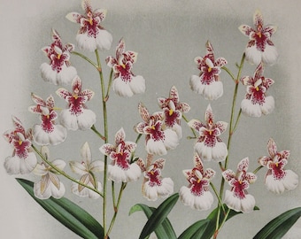 May include: A botanical illustration of a pink and white orchid with green leaves. The illustration is titled "Oncidium Phalaenopsis, Lindl. A. Scribe. F."