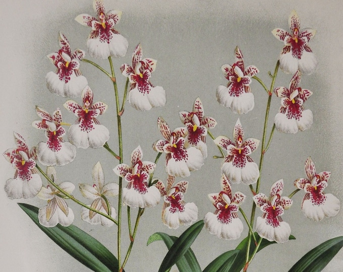Oncidium Phalaenopsis - Original Large Antique Orchid Print 1880s - orchidaceae botanical plant flower linden lindenia orchidee red white