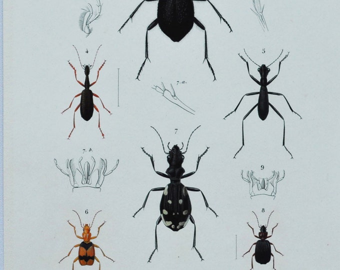Beetles - Hand-colored Original Antique Insect Print - Orbigny engraving from 1849 (cicindela odacantha manticora agra tricondyla lebia etc)