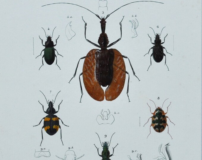 Beetles - Hand-colored Original Antique Insect Print - Orbigny engraving from 1849 (peryphus, scarites, ophonus poecilus mormolyce blethisa)
