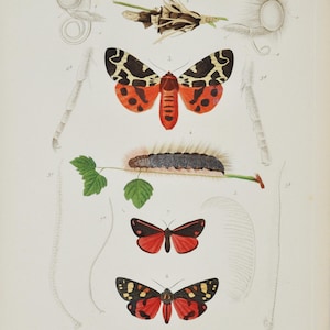 Könnte beinhalten: Ein wissenschaftlicher Illustrationsdruck im Vintage-Stil mit verschiedenen Mottenarten, einer Raupe auf einem grünen Zweig und anatomischen Insektendetails. Das Kunstwerk zeigt leuchtend rote, schwarze und cremefarbene Flügel mit Text.