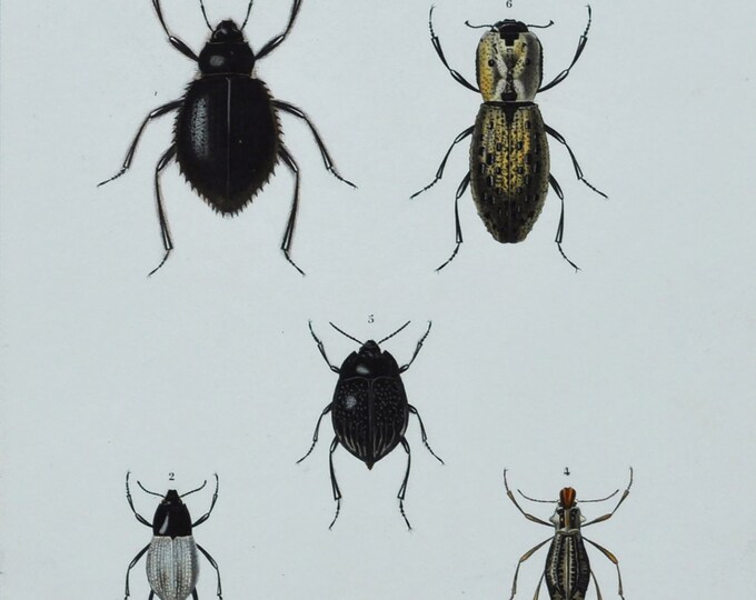 Beetles - Hand-colored Original Antique Insect Print - Orbigny engraving from 1849 (pimelia, adesmia, moluris, sepidium, gyriosoma zopherus)