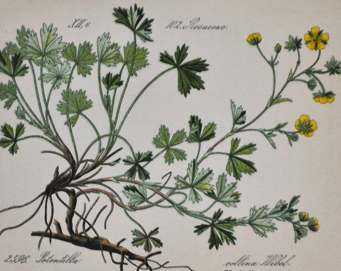 Palmleaf Cinquefoil Print - Original Antique Botanical Print 1880s - Potentilla collina (plant flower seed rosaceae rose yellow palm leaf)