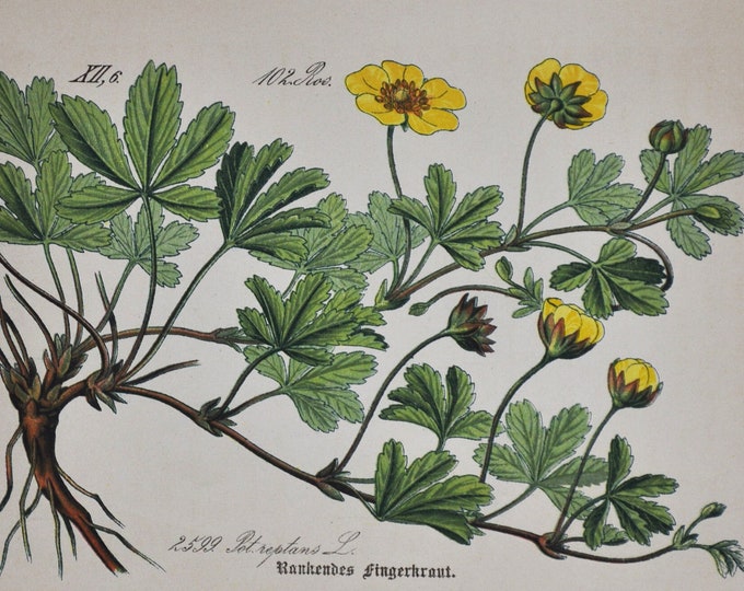Creeping Cinquefoil Print - Original Antique Botanical Print 1880s - Potentilla reptans (plant flower seed rosaceae rose tormentil european)