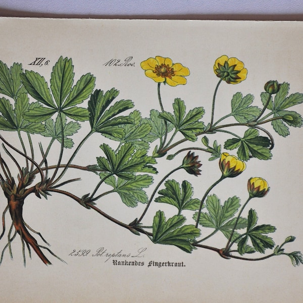 Creeping Cinquefoil Print - Original Antique Botanical Print 1880s - Potentilla reptans (plant flower seed rosaceae rose tormentil european)