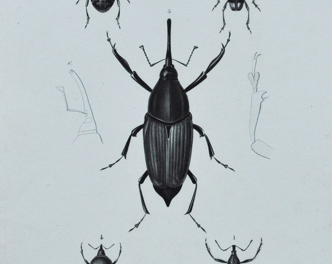 Original Antique Insects Print - Diaprepes / Cratosomus / Amerhinus / Eurhinus / Calandra - 1849 d'Orbigny Natural History Beetle Coleoptera