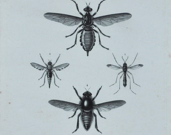 Original Antique Insects Print - Clenophora / Asilus / Laphria Gigas / Mallophore / Midas - 1849 d'Orbigny Natural History - Fly / Wasp