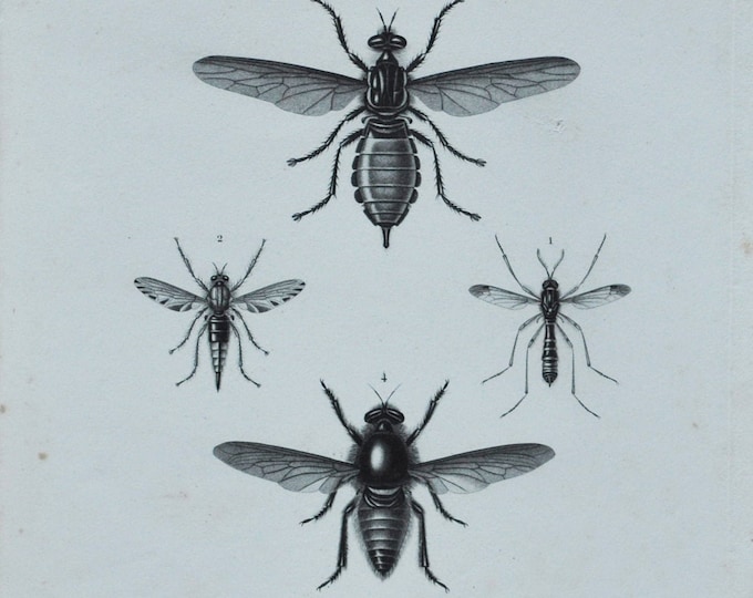 Original Antique Insects Print - Clenophora / Asilus / Laphria Gigas / Mallophore / Midas - 1849 d'Orbigny Natural History - Fly / Wasp