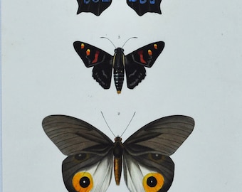May include: A vintage illustration of three butterflies. The top butterfly has dark brown wings with blue accents. The middle butterfly has black wings with red and orange accents. The bottom butterfly has dark brown wings with white and orange accents. The illustration is labelled with the names of the butterflies and their scientific names.