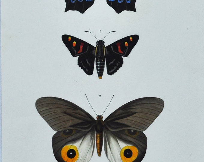 Butterflies - Hand-colored Original Antique Butterfly Print - Orbigny engraving from 1849 (Hoetera Philoctetes, Hyades Horsfieldii, Eudamus)