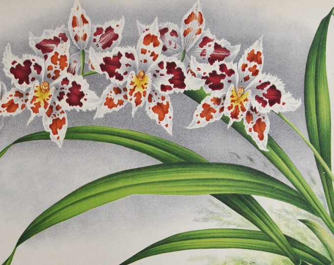 Odontoglossum crispum Lindeni - Original Large Antique Orchid Print 1880s - orchidaceae botanical botany plant flower linden orchidee
